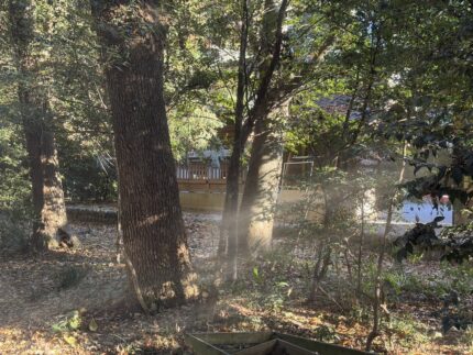 上之雷電神社の社叢。大木の間に朝の光が差し込み奥に玉垣が見える