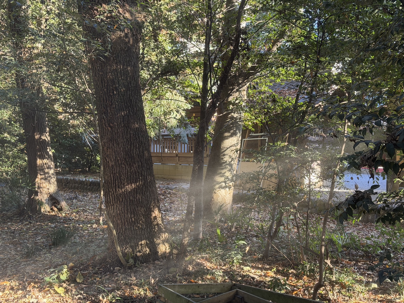 上之雷電神社の社叢。大木の間に朝の光が差し込み奥に玉垣が見える
